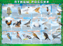 Комплект таблиц "Птицы России (4 листа)" (100х140 сантиметров, винил) - fgospostavki.ru - Новосибирск